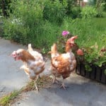 Interview: Katja Tiepelmann von „Rettet das Huhn“