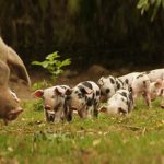 Schweinehaltung: Hobby, Selbstversorgung und Direktvermarktung
