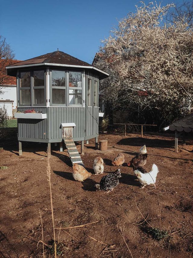 Hühner vor ihrem Stall im Auslauf