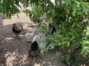 Hühner im Auslauf unter Bäumen mit verzinktem Grünfutterkorb