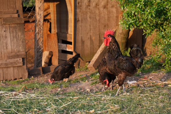Deutscher Langschan Hahn und zwei Hennen die nach Gras picken