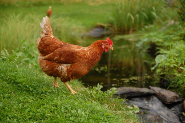 Kleine Hühnerrassenkunde: Was sind eigentlich Hybriden?
