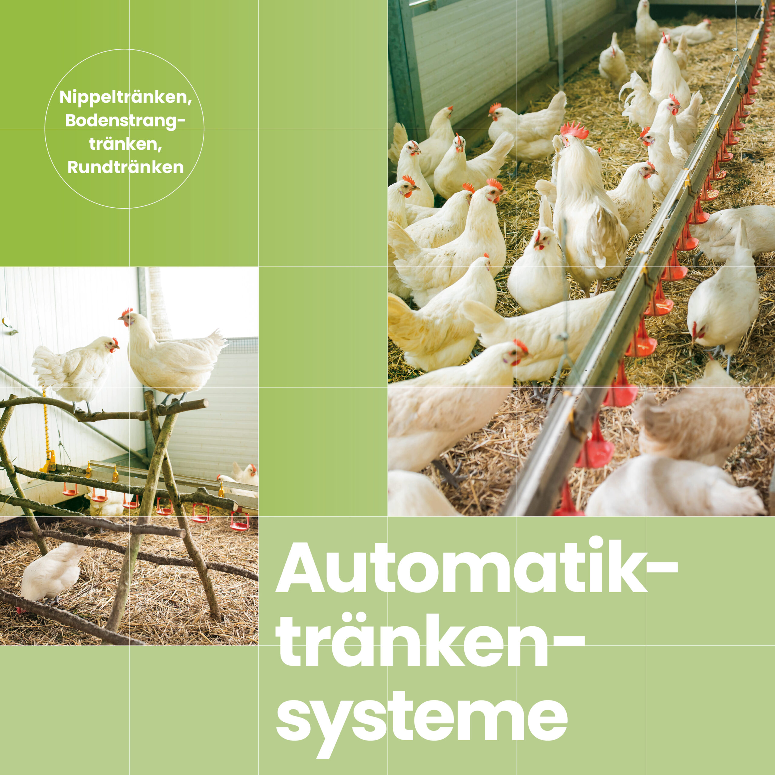 Automatik-Tränkensysteme für den Geflügelstall