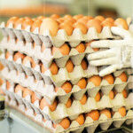 Warum so geknickt?: Eierverwertung für Höfe
