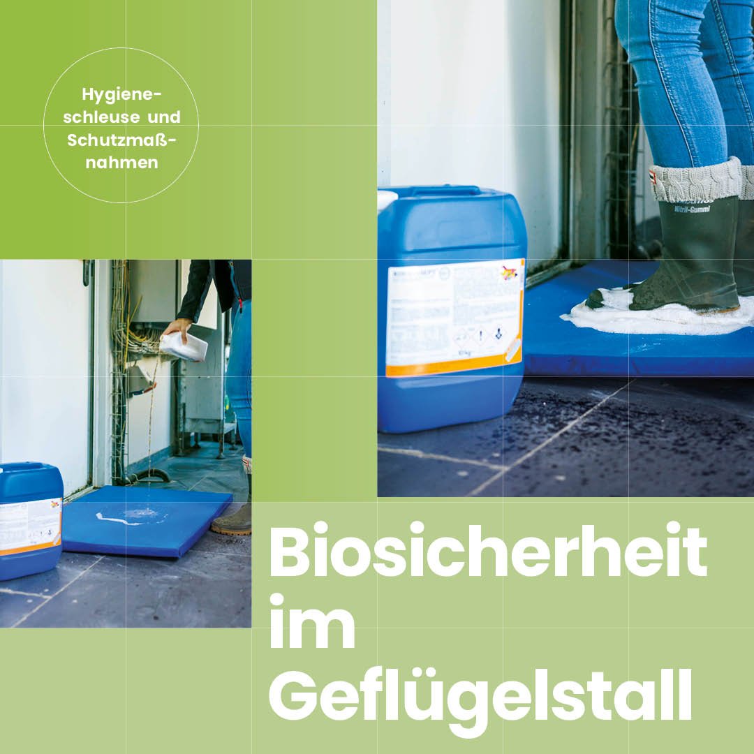 Biosicherheit im Geflügelstall: Hygieneschleuse & Schutzmaßnahmen