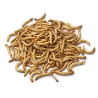 Lebende Mehlwürmer – protein- und energiereiche Futterinsekten