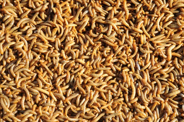 Lebende Mehlwürmer – protein- und energiereiche Futterinsekten