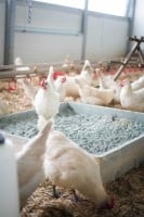 Geflügelbad & Einstreuzusatz, Diabas Urgesteinsmehl - biotauglich für Hühner und anderes Geflügel
