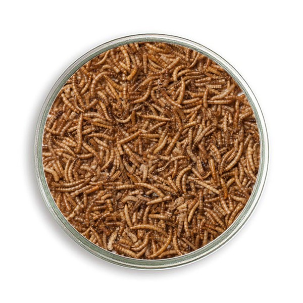 Getrocknete Mehlwürmer 5 kg oder 500 g - hochwertige Eiweißquelle
